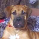 Подробнее об объявлении «Одесса Пропала собака помогите, пожалуйста, найти.» Фото: пропала собака Бурбуль южноафриканский «Одесса Пропала собака помогите, пожалуйста, найти.» в г. Одесса