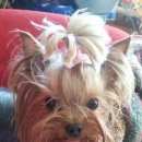 Подробнее об объявлении «Пропала собака  утром 21.05.2016 Городец» Фото: пропала собака Йоркширский терьер «Пропала собака  утром 21.05.2016 Городец» в г. Городец