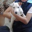 Подробнее об объявлении «Пропала собака кобель Адлер» Фото: пропала собака  «Пропала собака кобель Адлер» в г. Адлер