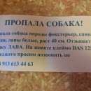 Подробнее об объявлении «Омск Пропала собака» Фото: пропала собака Фокстерьер «Омск Пропала собака» в г. Омск