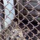 Подробнее об объявлении «Шатура Пропала собака» Фото: пропала собака Западно-сибирская лайка «Шатура Пропала собака» в г. Шатура