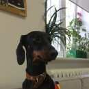 Подробнее об объявлении «Пропала собака за вознаграждение Санкт-Петербург» Фото: пропала собака Такса «Пропала собака за вознаграждение Санкт-Петербург» в г. Санкт-Петербург