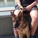 Подробнее об объявлении «Любинский Пропала собака срочно» Фото: пропала собака Немецкая овчарка «Любинский Пропала собака срочно» в г. Любинский