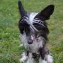 Подробнее об объявлении «Пропала собака кобель Энгельс» Фото: пропала собака Китайская хохлатая собака «Пропала собака кобель Энгельс» в г. Энгельс