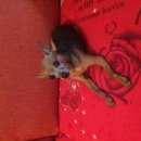 Подробнее об объявлении «Пропала собака кобель, кобель Новосибирск» Фото: пропала собака Той-терьер «Пропала собака кобель, кобель Новосибирск» в г. Новосибирск