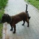 Подробнее об объявлении «Кстово Пропала собака кобель» Фото: пропала собака Русский охотничий спаниель «Кстово Пропала собака кобель» в г. Кстово
