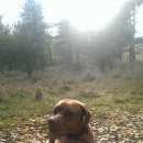 Подробнее об объявлении «Иноземцево Пропала собака» Фото: пропала собака Пойнтер «Иноземцево Пропала собака» в г. Иноземцево