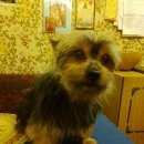 Подробнее об объявлении «Пропала собака кобель йоркшир на ул.орджоникидзе в Черкизово» Фото: пропала собака Йоркширский терьер «Пропала собака кобель йоркшир на...» в г. Черкизово