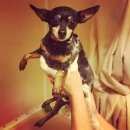 Подробнее об объявлении «Пропала собака Санкт-Петербург» Фото: пропала собака Русский той-терьер «Пропала собака Санкт-Петербург» в г. Санкт-Петербург