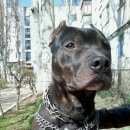 Подробнее об объявлении «Красноперекопск Пропала собака кобель» Фото: пропала собака  «Красноперекопск Пропала собака кобель» в г. Красноперекопск