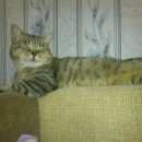 Подробнее об объявлении «Челябинск Пропало домашнее животное кот» Фото: пропало другое животное  «Челябинск Пропало домашнее животное кот» в г. Челябинск