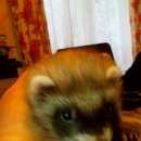 Подробнее об объявлении «Пропал хорек Нижний Новгород» Фото: пропало другое животное  «Пропал хорек Нижний Новгород» в г. Нижний Новгород