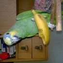 Подробнее об объявлении «Мытищи Пропал попугай улетел попугай.» Фото: пропало другое животное  «Мытищи Пропал попугай улетел попугай.» в г. Мытищи