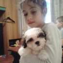 Подробнее об объявлении «Пропала собака Королев» Фото: пропала собака Гавана «Пропала собака Королев» в г. Королев