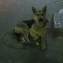 Подробнее об объявлении «Северск Найдена собака хозяева отзовитесь» Фото: найдена собака  «Северск Найдена собака хозяева отзовитесь» в г. Северск