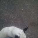 Подробнее об объявлении «Найдена собака Нижний Новгород» Фото: найдена собака  «Найдена собака Нижний Новгород» в г. Нижний Новгород