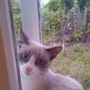 Подробнее об объявлении «Пропала кошка Оренбург» Фото: пропала кошка Сиамская «Пропала кошка Оренбург» в г. Оренбург