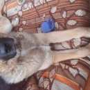 Подробнее об объявлении «Пропала собака Королев» Фото: пропала собака  «Пропала собака Королев» в г. Королев