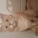 Подробнее об объявлении «Пропал кот Подольск» Фото: пропала кошка Мейн-кун «Пропал кот Подольск» в г. Подольск