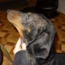 Подробнее об объявлении «Найдена собака кобель Ульяновск» Фото: найдена собака Такса «Найдена собака кобель Ульяновск» в г. Ульяновск