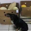 Подробнее об объявлении «Найдена собака Череповец» Фото: найдена собака  «Найдена собака Череповец» в г. Череповец