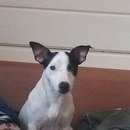 Подробнее об объявлении «Пропала собака кобель Зеленоград» Фото: пропала собака Джек рассел терьер «Пропала собака кобель Зеленоград» в г. Зеленоград