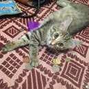 Подробнее об объявлении «Мытищи Пропала кошка» Фото: пропала кошка  «Мытищи Пропала кошка» в г. Мытищи