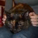 Подробнее об объявлении «Найдена кошка домашняя кошка Москва» Фото: найдена кошка  «Найдена кошка домашняя кошка Москва» в г. Москва