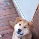 Подробнее об объявлении «Пропала собака кобель Зеленоград» Фото: пропала собака  «Пропала собака кобель Зеленоград» в г. Зеленоград