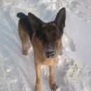 Подробнее об объявлении «Омск Пропала собака кобель» Фото: пропала собака Немецкая овчарка «Омск Пропала собака кобель» в г. Омск