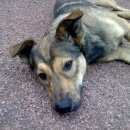 Подробнее об объявлении «Сызрань Найдена собака» Фото: найдена собака  «Сызрань Найдена собака» в г. Сызрань