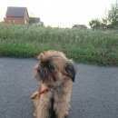 Подробнее об объявлении «Красногвардейское (Белгород.) Пропала собака кобель» Фото: пропала собака Брюссельский гриффон «Красногвардейское (Белгород.) Пропала собака...» в г. Красногвардейское (Белгород.)