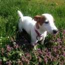 Подробнее об объявлении «Пропала собака Анапа» Фото: пропала собака Джек рассел терьер «Пропала собака Анапа» в г. Анапа