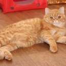 Подробнее об объявлении «Пропал кот Ульяновск» Фото: пропала кошка >  Скоттиш фолд (шотландская вислоухая) и  скоттиш страйт «Пропал кот Ульяновск» в г. Ульяновск