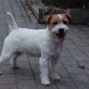 Подробнее об объявлении «Пропала собака джек рассел терьер Тула» Фото: пропала собака Джек рассел терьер «Пропала собака джек рассел терьер Тула» в г. Тула