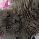 Подробнее об объявлении «Пропал кот Верхняя Пышма» Фото: пропала кошка  «Пропал кот Верхняя Пышма» в г. Верхняя Пышма