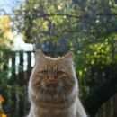 Подробнее об объявлении «Пропал кот рыжий кот Электроугли» Фото: пропала кошка Сибирская «Пропал кот рыжий кот Электроугли» в г. Электроугли