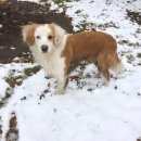 Подробнее об объявлении «Новокузнецк Найдена собака кобель» Фото: найдена собака  «Новокузнецк Найдена собака кобель» в г. Новокузнецк