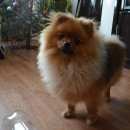 Подробнее об объявлении «Липецк Пропала собака кобель» Фото: пропала собака Немецкий шпиц «Липецк Пропала собака кобель» в г. Липецк