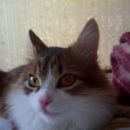 Подробнее об объявлении «Пропал кот Москва» Фото: пропала кошка  «Пропал кот Москва» в г. Москва