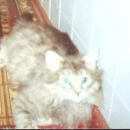 Подробнее об объявлении «Пропал кот Сызрань» Фото: пропала кошка  «Пропал кот Сызрань» в г. Сызрань