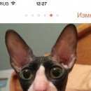Подробнее об объявлении «Пропал кот Санкт-Петербург» Фото: пропала кошка Корниш-рекс «Пропал кот Санкт-Петербург» в г. Санкт-Петербург