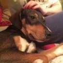 Подробнее об объявлении «Пропала собака кобель Нижний Новгород» Фото: пропала собака  «Пропала собака кобель Нижний Новгород» в г. Нижний Новгород