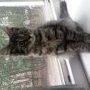 Подробнее об объявлении «Найдена кошка Химки» Фото: найдена кошка  «Найдена кошка Химки» в г. Химки