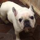 Подробнее об объявлении «Найдена собака Нижний Новгород» Фото: найдена собака Французский бульдог «Найдена собака Нижний Новгород» в г. Нижний Новгород