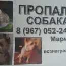 Подробнее об объявлении «Пропала собака кобель Истра» Фото: пропала собака Йоркширский терьер «Пропала собака кобель Истра» в г. Истра