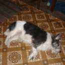 Подробнее об объявлении «Пропала собака Санкт-Петербург» Фото: пропала собака  «Пропала собака Санкт-Петербург» в г. Санкт-Петербург