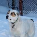 Подробнее об объявлении «Пропала собака Ульяновск» Фото: пропала собака Австралийская овчарка «Пропала собака Ульяновск» в г. Ульяновск