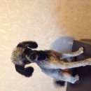 Подробнее об объявлении «Найдена собака кобель Дмитров» Фото: найдена собака Пудель «Найдена собака кобель Дмитров» в г. Дмитров