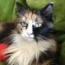 Подробнее об объявлении «Барабинск Пропала кошка» Фото: пропала кошка  «Барабинск Пропала кошка» в г. Барабинск